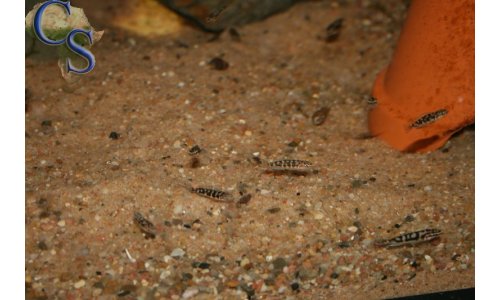 Julidochromis transcriptus bemba